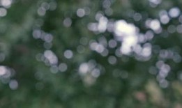 树叶最新爆料视频下载,幕后真相大起底